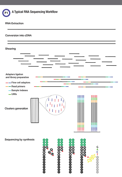 RNA Sequencing Workflow