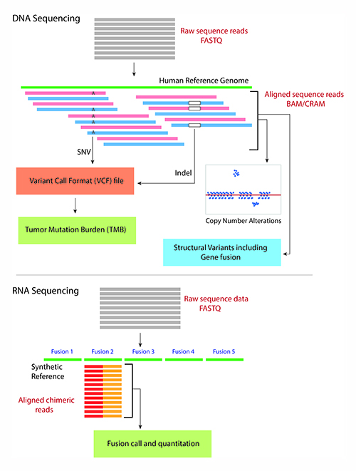 Two charts showing the process of DNA sequencing and RNA sequencing