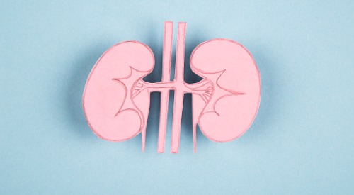 A depiction of a sketch of a kidney on pink paper with a blue background