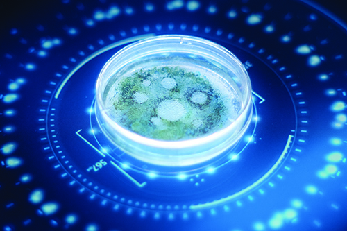 A close up of a petri dish with speciemen in it.