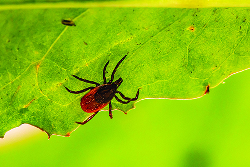 A close up of a tick on a grean leaf
