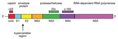 Figure 1: HCV Genome