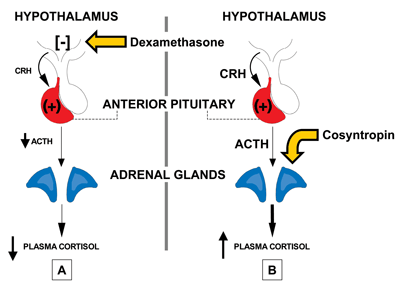 Figure 1: Control and Evaluation of Cortisol Secretion