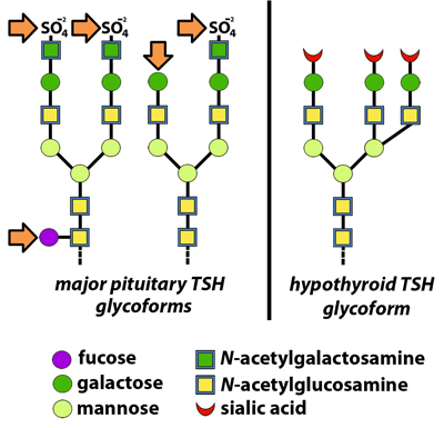 Figure 2: Glycoforms of TSH