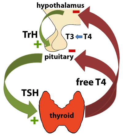 Figure 1: Thyroid Function